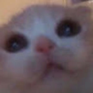 Meet your Posher, Paulinaaa